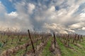 Landscape of the vineyard in rainy weather in late autumn. Wine route in Alsace Royalty Free Stock Photo