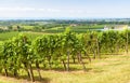 Landscape with vineyard rows on grape field, wine farm in valley Royalty Free Stock Photo