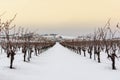 Landscape of the vineyard snow Royalty Free Stock Photo