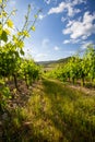 Landscape of vineyard and summer Royalty Free Stock Photo