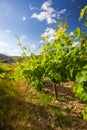 Landscape of vineyard and summer Royalty Free Stock Photo