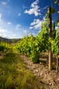 Landscape of vineyard and summer Royalty Free Stock Photo