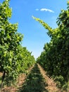 Landscape with vineyard in summer Royalty Free Stock Photo