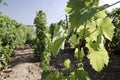 Landscape in the vineyard in the summer Royalty Free Stock Photo