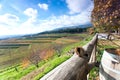 Autumn landscape of vineyard with wood and italian mountains