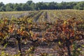 Landscape with vineyards in autumn, Penedes wine region.Catalonia,Spain. Royalty Free Stock Photo