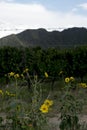 landscape of the vineyards in Cafayate