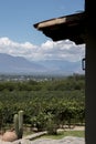 landscape of the vineyards in Cafayate, Salta