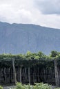 landscape of the vineyards in Cafayate, Salta