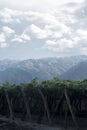 landscape of the vineyards in Cafayate, Salta