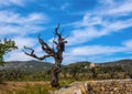 Landscape with vineyards, Catalonia Royalty Free Stock Photo