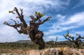 Landscape with vineyards, Catalonia Royalty Free Stock Photo