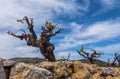 Landscape with vineyards, Catalonia Royalty Free Stock Photo