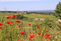 Landscape of vineyards and countryside in Beaujolais and red poppies in spring. Rhone department, France Royalty Free Stock Photo