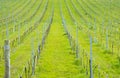 Landscape with vineyards in euskadi Royalty Free Stock Photo