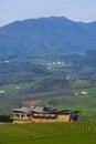 Landscape with vineyards in euskadi Royalty Free Stock Photo