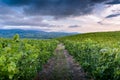 Landscape of vineyards and footpath at sunrise, Beaujolais Royalty Free Stock Photo