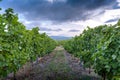 Landscape of vineyards and footpath at sunrise, Beaujolais Royalty Free Stock Photo