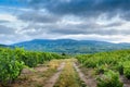 Landscape of vineyards and footpath at sunrise, Beaujolais Royalty Free Stock Photo