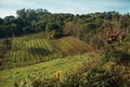 Landscape with vineyards going up the hill Royalty Free Stock Photo