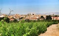 Landscape of vineyards in Jumilla, Murcia province