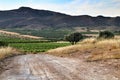 Landscape of vineyards in Jumilla, Murcia province