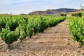 Landscape of vineyards in Jumilla, Murcia province