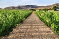 Landscape of vineyards in Jumilla, Murcia province