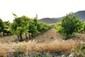 Landscape of vineyards in Jumilla, Murcia province