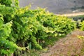 Landscape of vineyards in Jumilla, Murcia province