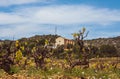 Landscape with vineyards Royalty Free Stock Photo