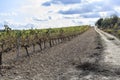 Landscape with vineyards in Penedes,wine cava region,Vilafranca Royalty Free Stock Photo