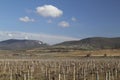 Landscape with vineyards