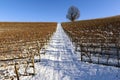 Landscape of vineyards in snow-covered Piedmont Langa