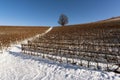 Landscape of vineyards in snow-covered Piedmont Langa Royalty Free Stock Photo