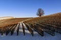 Landscape of vineyards in snow-covered Piedmont Langa