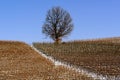 Landscape of vineyards in snow-covered Piedmont Langa