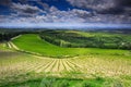 Landscape of vineyards in Toscany,Italy Royalty Free Stock Photo