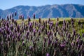 Landscape with violet purple blossoms and mountains in the background in Patagonia Argentina Royalty Free Stock Photo