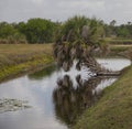 Landscape in Wakodahatchee Wetlands Royalty Free Stock Photo