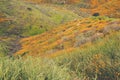 Landscape in Walker Canyon during the superbloom in California. The poppies covering the mountain valleys and ridges