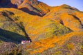 Landscape in Walker Canyon during the superbloom, California poppies covering the mountain valleys and ridges, Lake Elsinore, Royalty Free Stock Photo