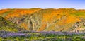 Landscape in Walker Canyon during the superbloom, California poppies covering the mountain valleys and ridges, Lake Elsinore,