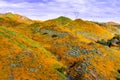 Landscape in Walker Canyon during the superbloom, California poppies covering the mountain valleys and ridges, Lake Elsinore,