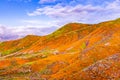 Landscape in Walker Canyon during the superbloom, California poppies covering the mountain valleys and ridges, Lake Elsinore, Royalty Free Stock Photo