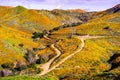 Landscape in Walker Canyon during the superbloom, California poppies covering the mountain valleys and ridges, Lake Elsinore, Royalty Free Stock Photo