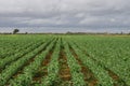 Landscape wallpaper. Field cultivated in straight rows Royalty Free Stock Photo