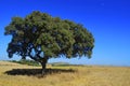 Olive tree making the only shade of grass Royalty Free Stock Photo