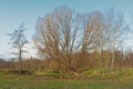 Bare trees in a meadow on a sunny winter day in Ghent Royalty Free Stock Photo