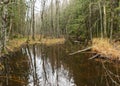 Landscape, water ditch in the forest, winter Royalty Free Stock Photo